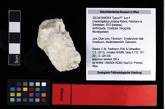 NHMW-GEO-2007z0149-0363_Ol_02.tifCracensigillatus prolatus (Robins, Feldmann & Schweitzer, 2013)  (NHMW-GEO-2007z0149-0363)